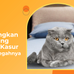 Tips Jitu Membersihkan Pipis Kucing Di Kasur Agar Bersih