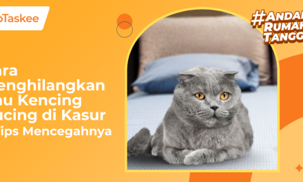 Tips Jitu Membersihkan Pipis Kucing Di Kasur Agar Bersih