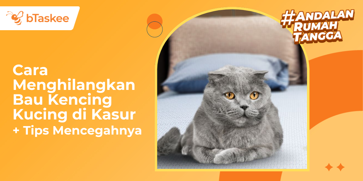 Tips Jitu Membersihkan Pipis Kucing Di Kasur Agar Bersih
