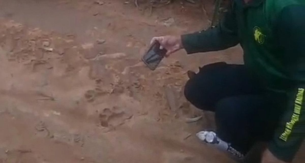 Penemuan Jejak Harimau Di Kebun Nanas Picu Khawatir Warga