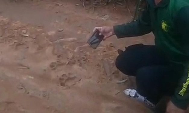 Penemuan Jejak Harimau Di Kebun Nanas Picu Khawatir Warga