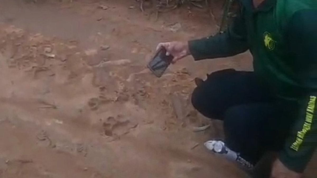 Penemuan Jejak Harimau