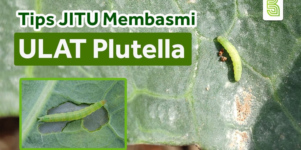 Rahasia Dapur: 5 Cara Cepat Hilangkan Ulat Di Kubis Tanpa Ribet