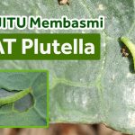 Rahasia Dapur: 5 Cara Cepat Hilangkan Ulat Di Kubis Tanpa Ribet