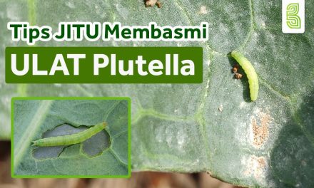 Rahasia Dapur: 5 Cara Cepat Hilangkan Ulat Di Kubis Tanpa Ribet