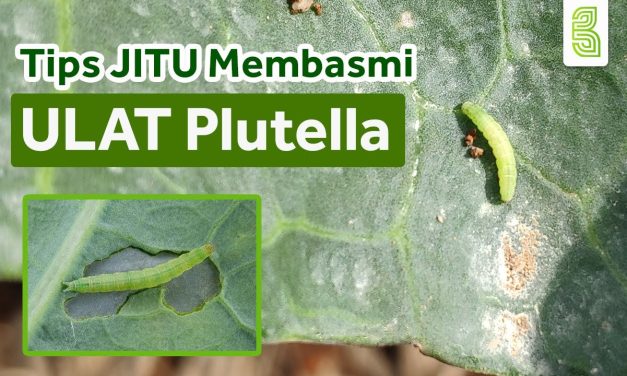 Rahasia Dapur: 5 Cara Cepat Hilangkan Ulat Di Kubis Tanpa Ribet
