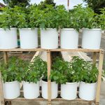 Langkah Cepat Menanam Kemangi Di Rumah Agar Cepat Panen