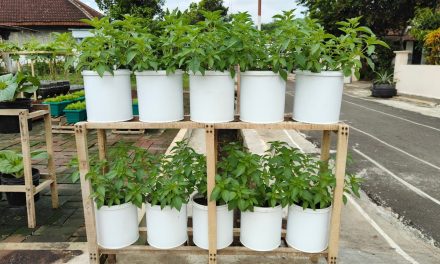 Langkah Cepat Menanam Kemangi Di Rumah Agar Cepat Panen