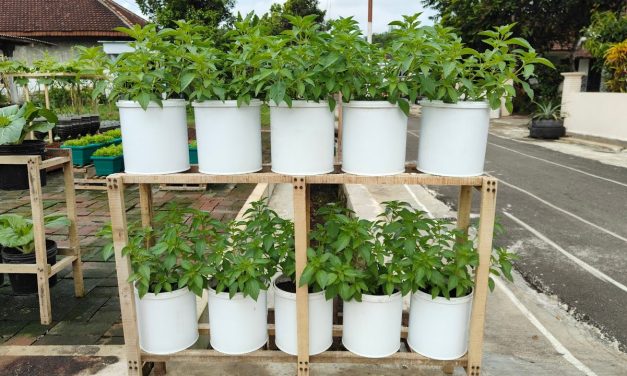 Langkah Cepat Menanam Kemangi Di Rumah Agar Cepat Panen