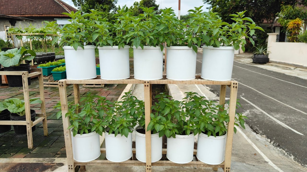 Langkah Cepat Menanam