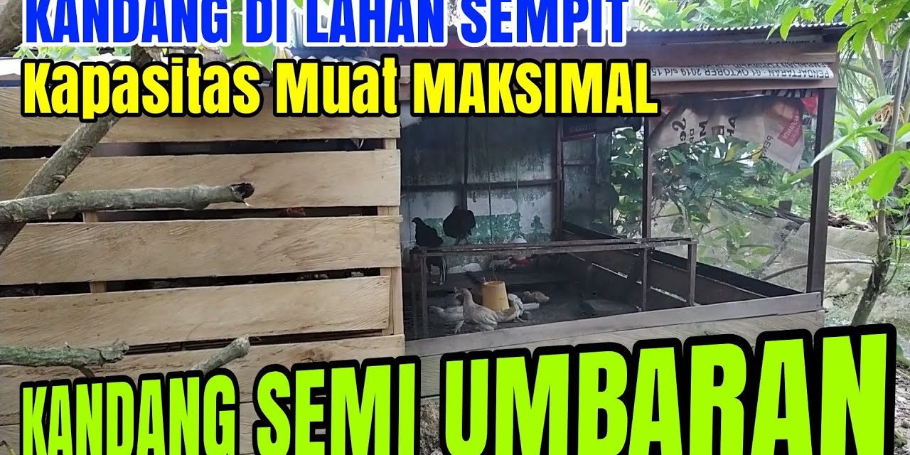 Model Kandang Ayam Dengan Area Umbaran Mini