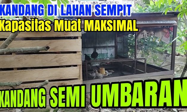 Model Kandang Ayam Dengan Area Umbaran Mini