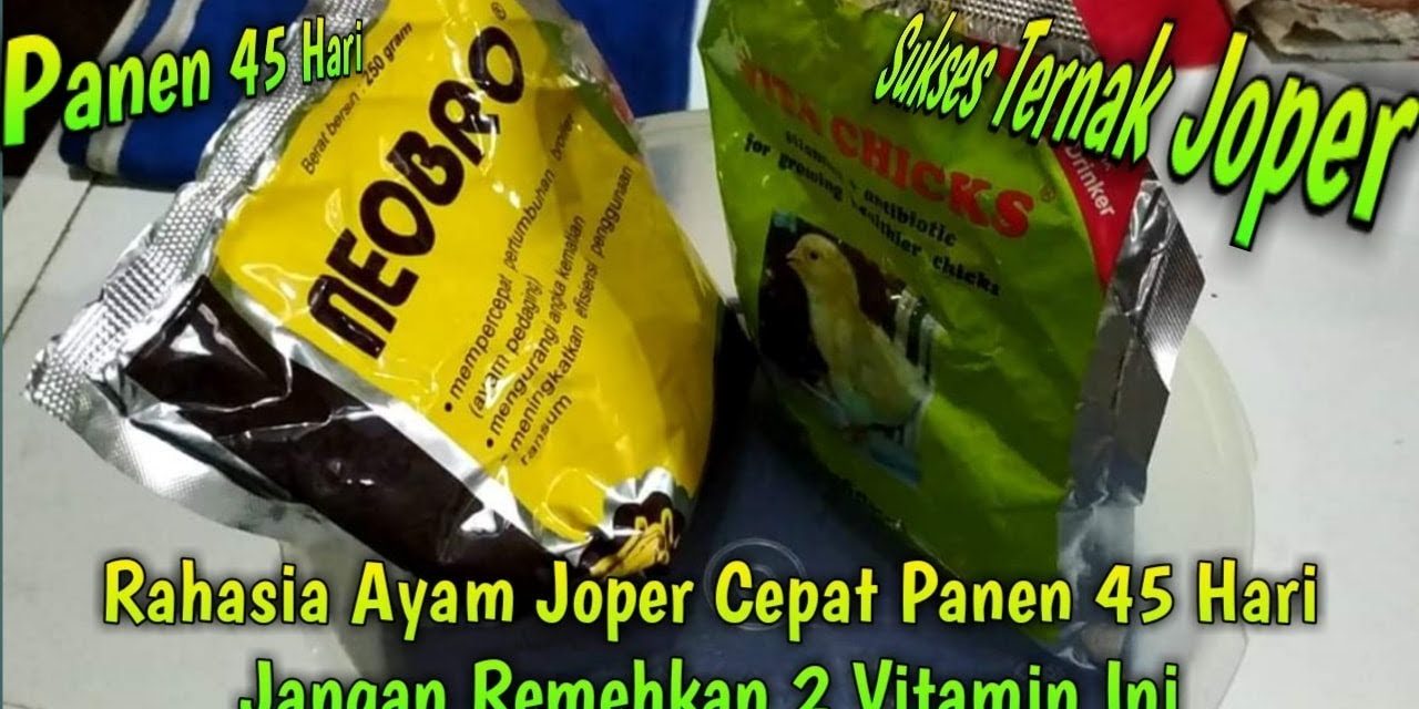 Pakan Ayam Joper Untuk Pertumbuhan Optimal Ternak Anda
