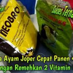 Pakan Ayam Joper Untuk Pertumbuhan Optimal Ternak Anda