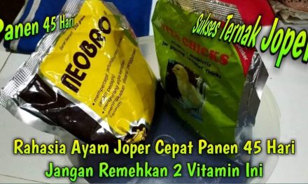 Pakan Ayam Joper Untuk Pertumbuhan Optimal Ternak Anda