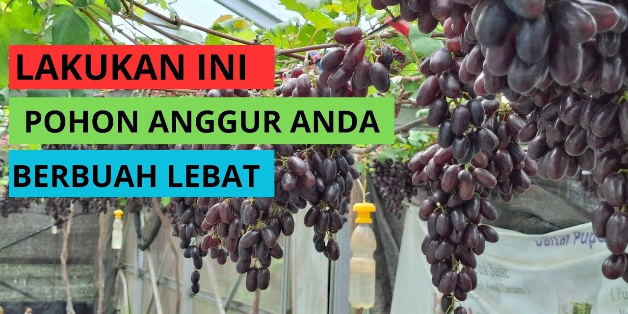 Rahasia Agar Anggur Berbuah Lebat Maksimal, Ini Tipsnya