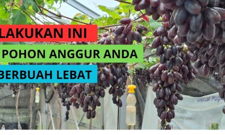 Rahasia Agar Anggur Berbuah Lebat Maksimal, Ini Tipsnya