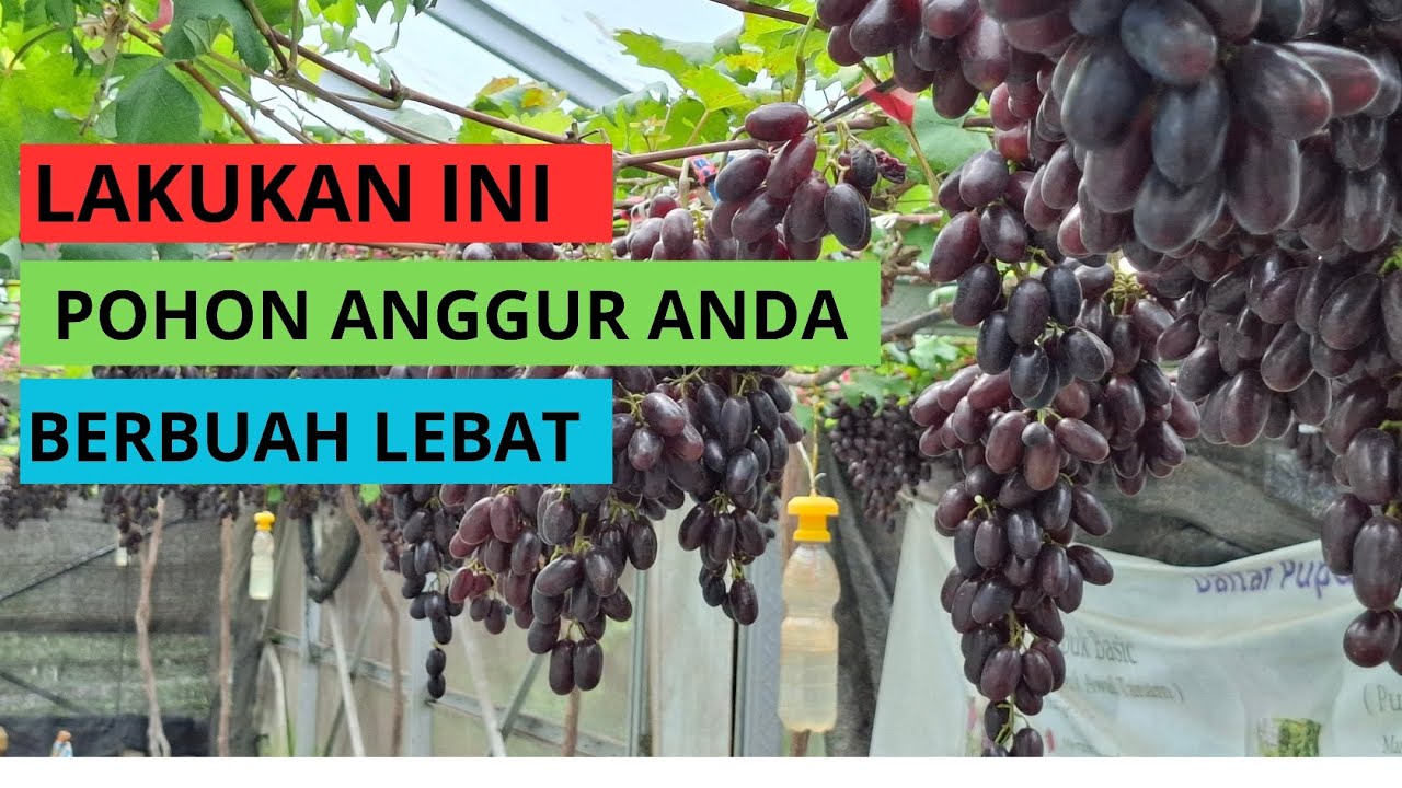 Rahasia Agar Anggur Berbuah