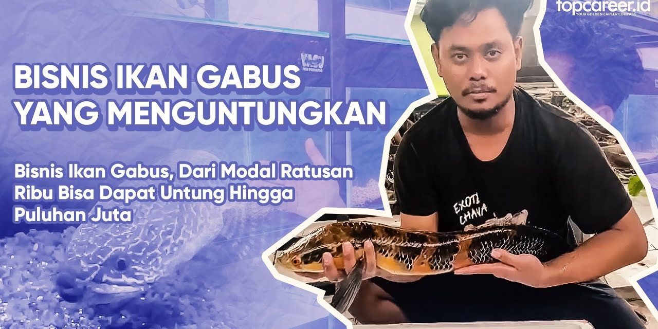 Bisnis Ikan Gabus Mampu Hasilkan Puluhan Hingga Ratusan Juta