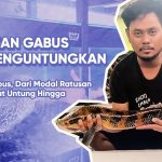 Bisnis Ikan Gabus Mampu Hasilkan Puluhan Hingga Ratusan Juta