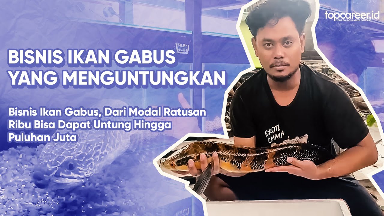 Bisnis Ikan Gabus