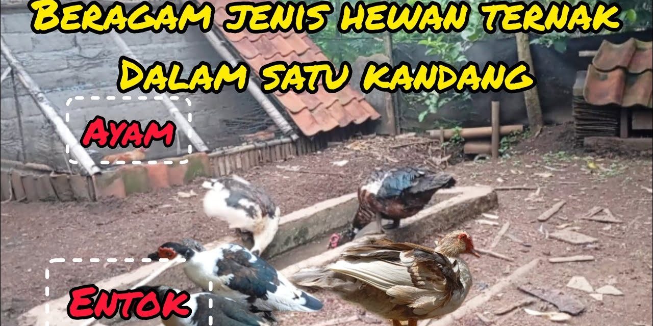 Cara Ternak Ayam Dan Bebek Sekaligus Untuk Pemula