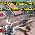 Cara Ternak Ayam Dan Bebek Sekaligus Untuk Pemula