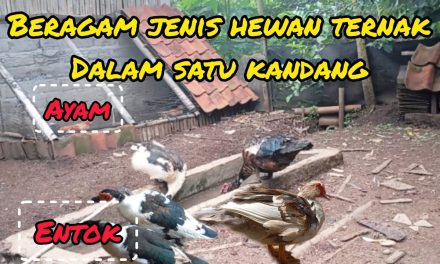 Cara Ternak Ayam Dan Bebek Sekaligus Untuk Pemula