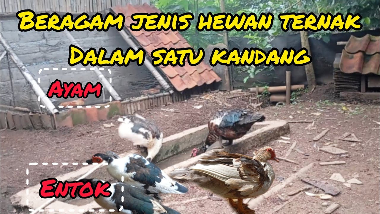 Cara Ternak Ayam