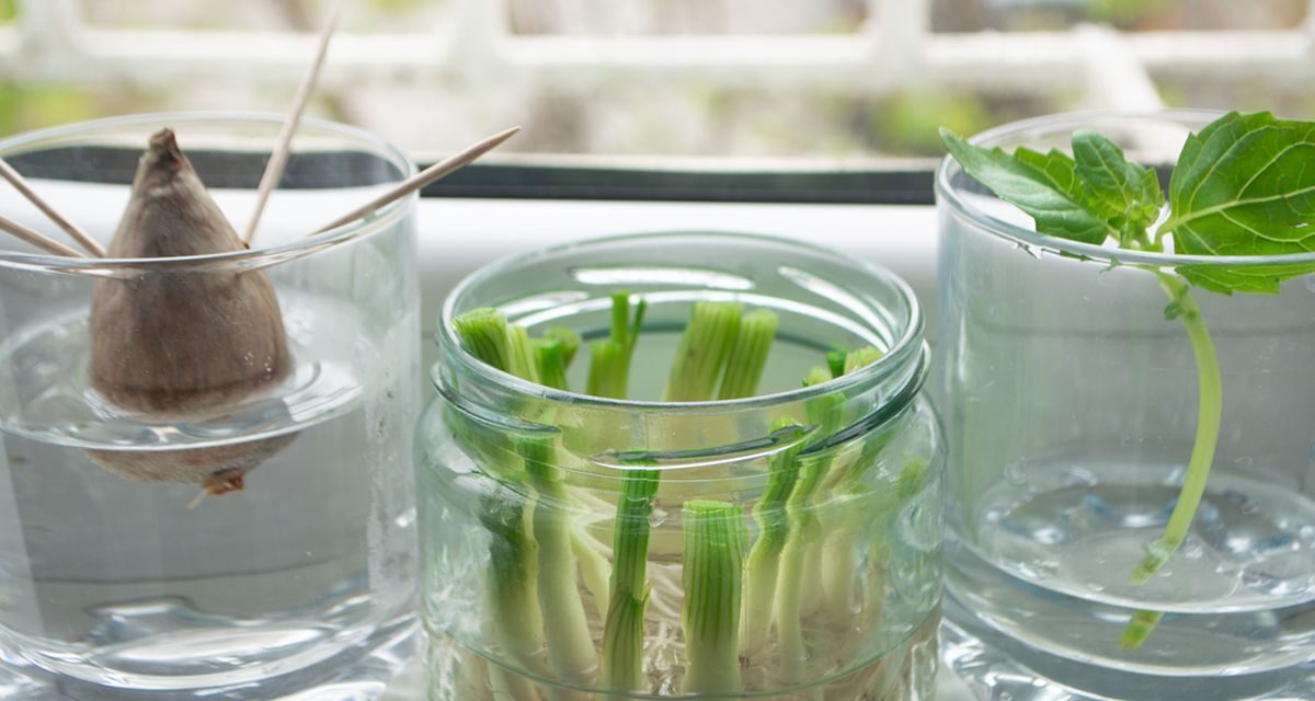 Berkebun Tanpa Tanah: Buah & Sayur Yang Bisa Di Tanam Di Air