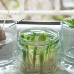 Berkebun Tanpa Tanah: Buah & Sayur Yang Bisa Di Tanam Di Air