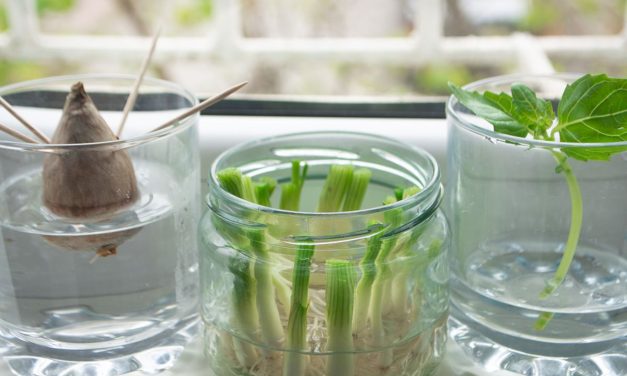 Berkebun Tanpa Tanah: Buah & Sayur Yang Bisa Di Tanam Di Air
