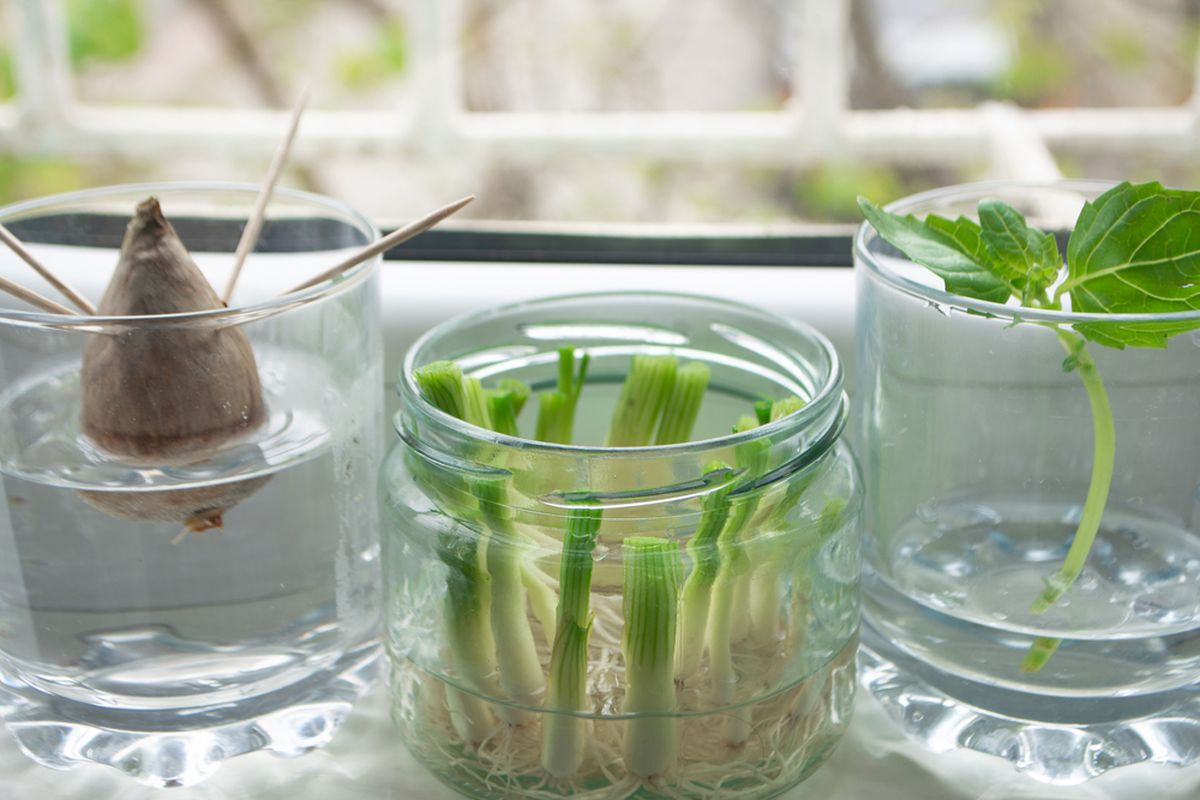 Berkebun Tanpa Tanah