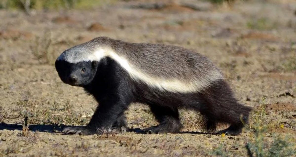 Honey Badger: Hewan Paling Berani Yang Tak Kenal Takut