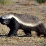 Honey Badger: Hewan Paling Berani Yang Tak Kenal Takut