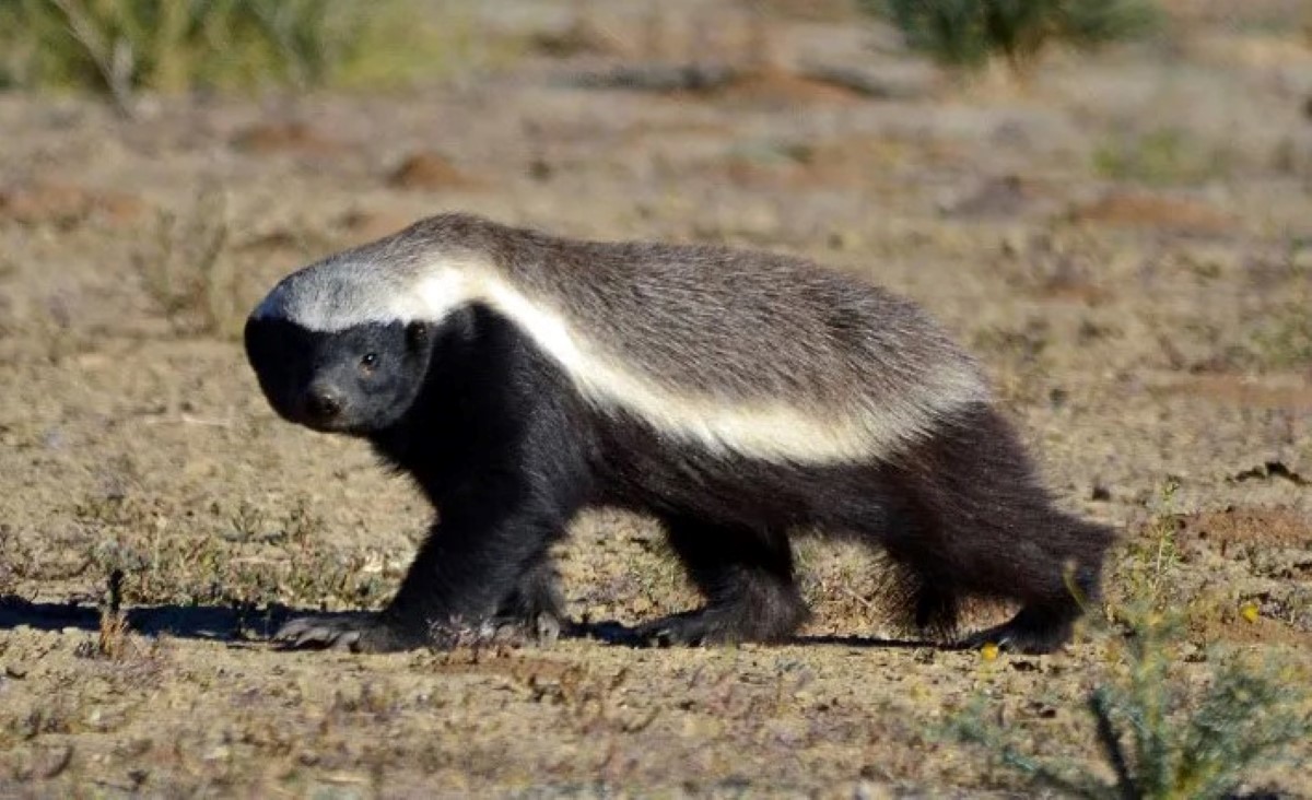 Honey Badger